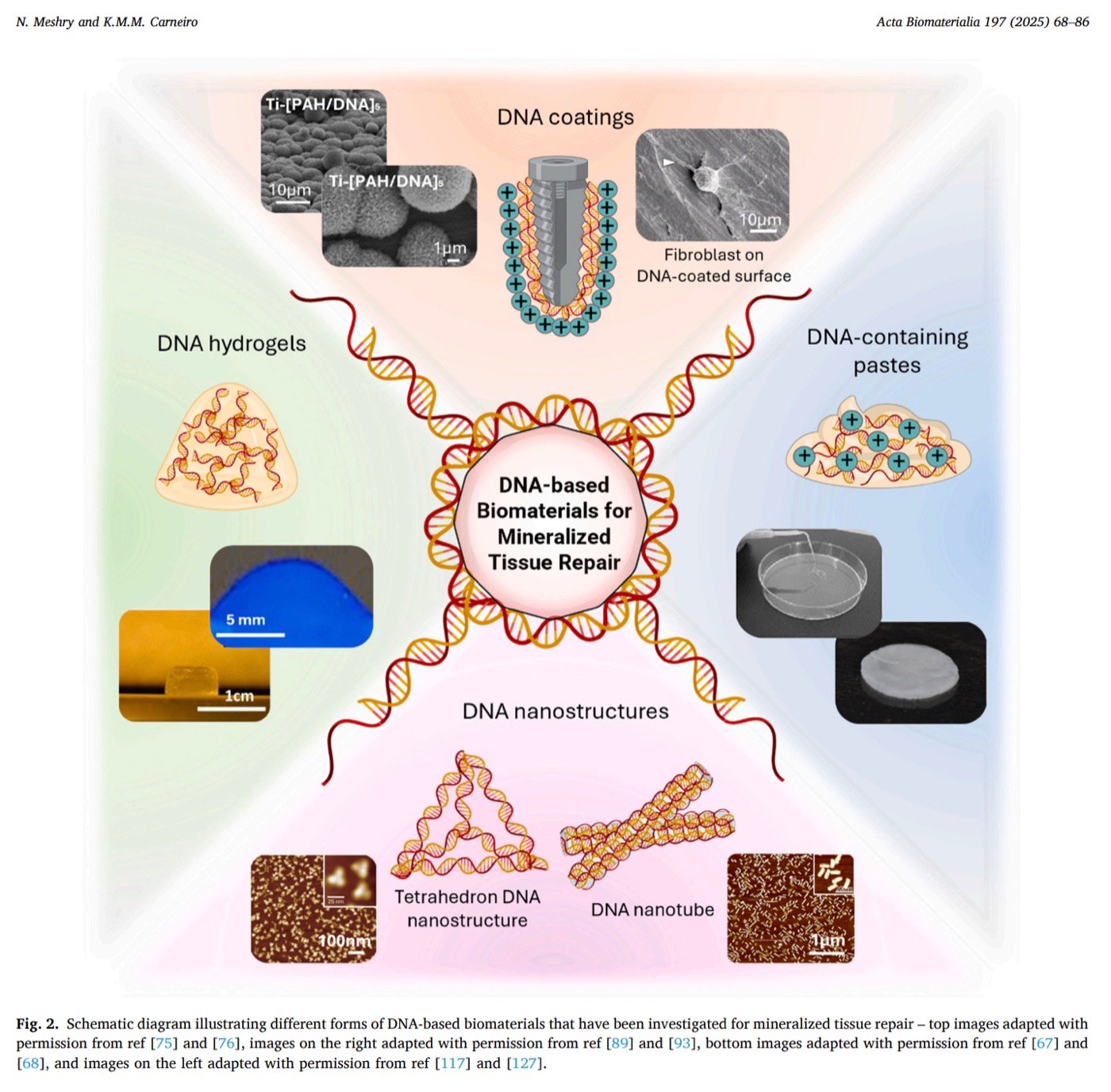 Schematic of DNA-based biomaterials for mineralized tissue repair
